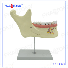 PNT-0537 Enlarged lower jaw dental teeth model